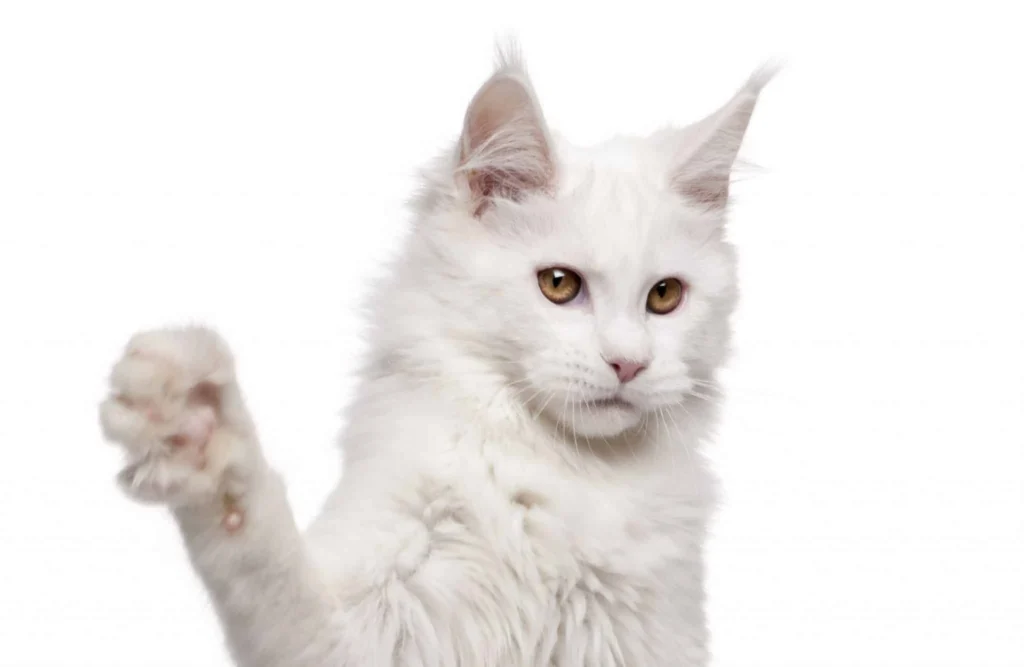 Maine Coon cat with Polydactylism