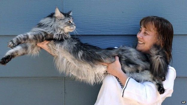 "Stewie" a Maine Coon male cat was accepted as the "Longest Cat".