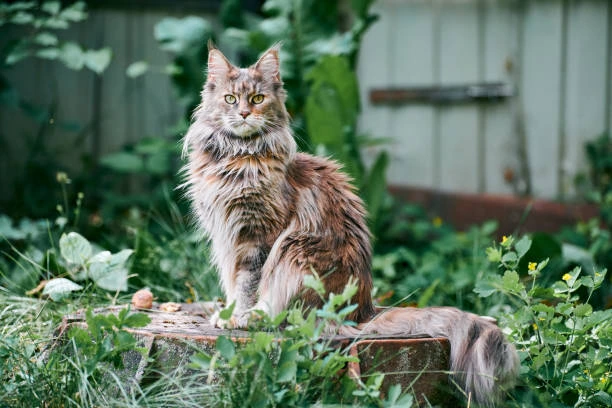 Maine Coon Cat: Beautiful Cat Breeds