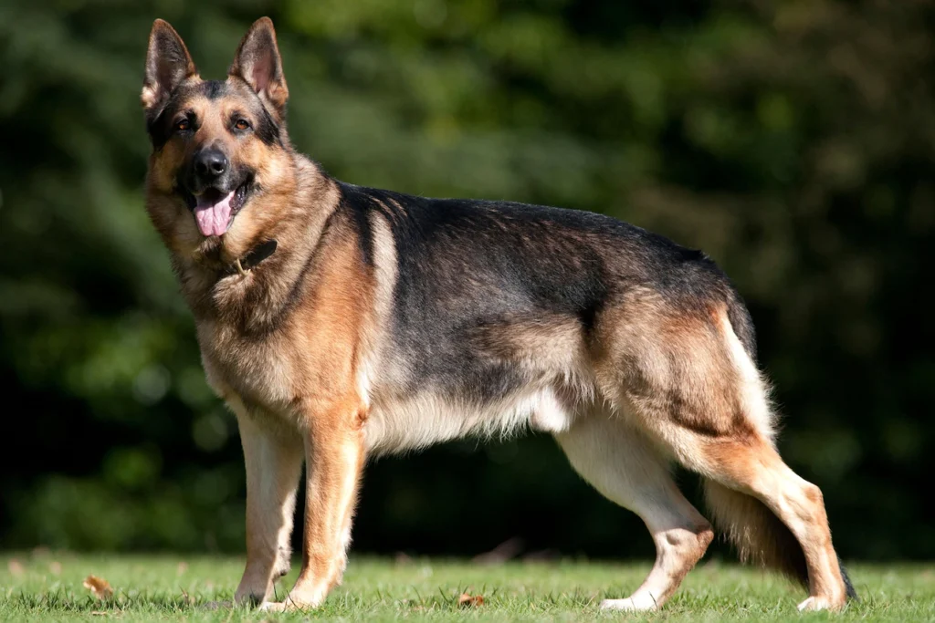 German Shepherd THE MOST POPULAR DOG BREEDS IN THE WORLD 