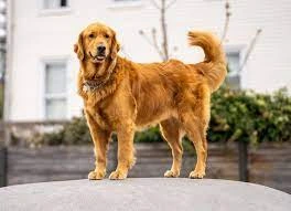 Golden Retriever THE MOST POPULAR DOG BREEDS IN THE WORLD