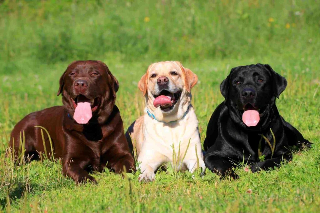 THE MOST POPULAR DOG BREEDS IN THE WORLD