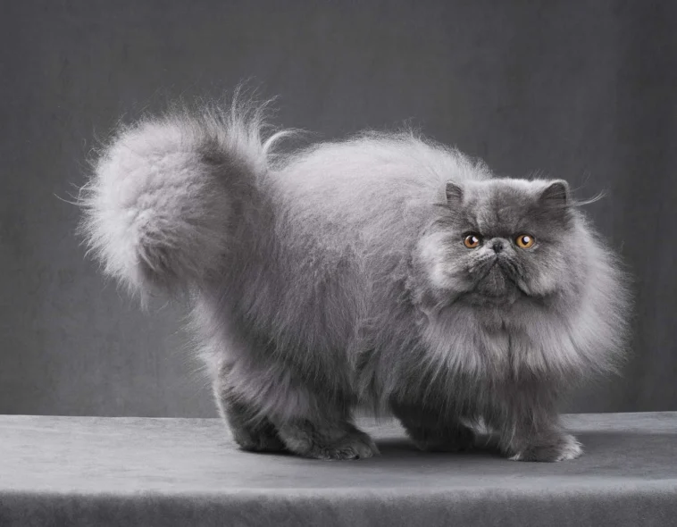 Persian Cats: Characteristics, Care and Health Issues