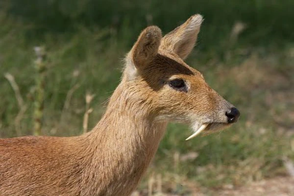 Musk deer: A jewel on the verge of Extinction