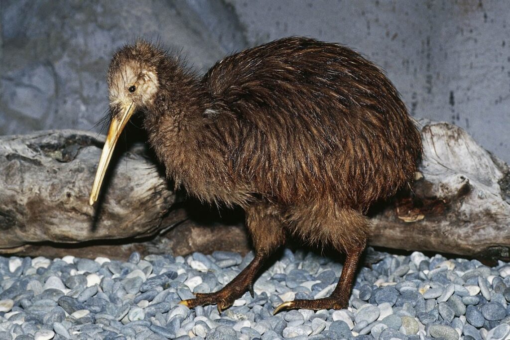 Kiwi  found in New Zealand archipelago biodiversity hotspots