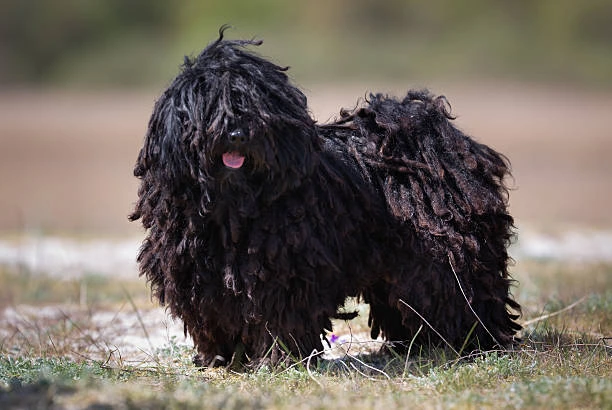 Top 10 Weirdest Dog Breeds