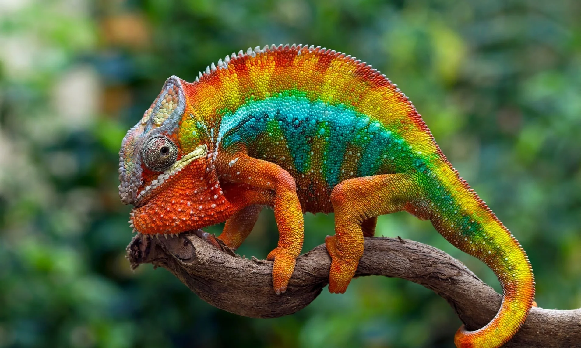 Unusual but Adorable: Top 10 Exotic Pets for the Brave and Curious