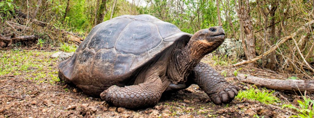 The Unique Wonders of Endemic Species: Celebrating the Biodiversity of Our Planet