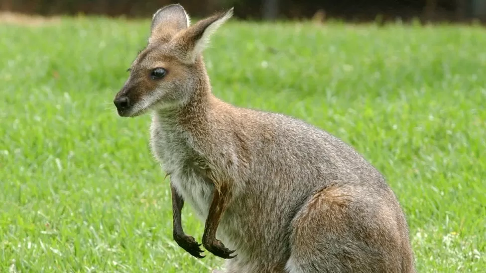 The Unique Wonders of Endemic Species: Celebrating the Biodiversity of Our Planet