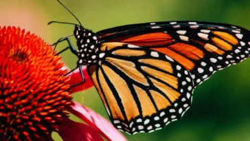 "Monarch Butterfly: A Symbol of Beauty, Migration, and Conservation"