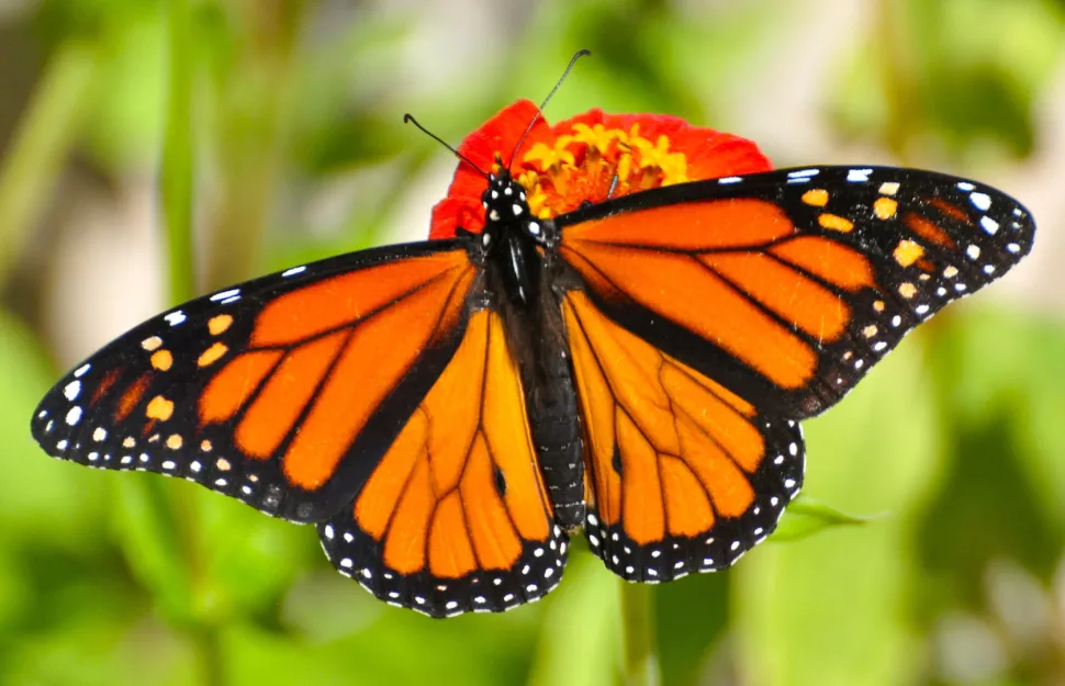 Monarch Butterfly: A Symbol of Beauty, Migration, and Conservation