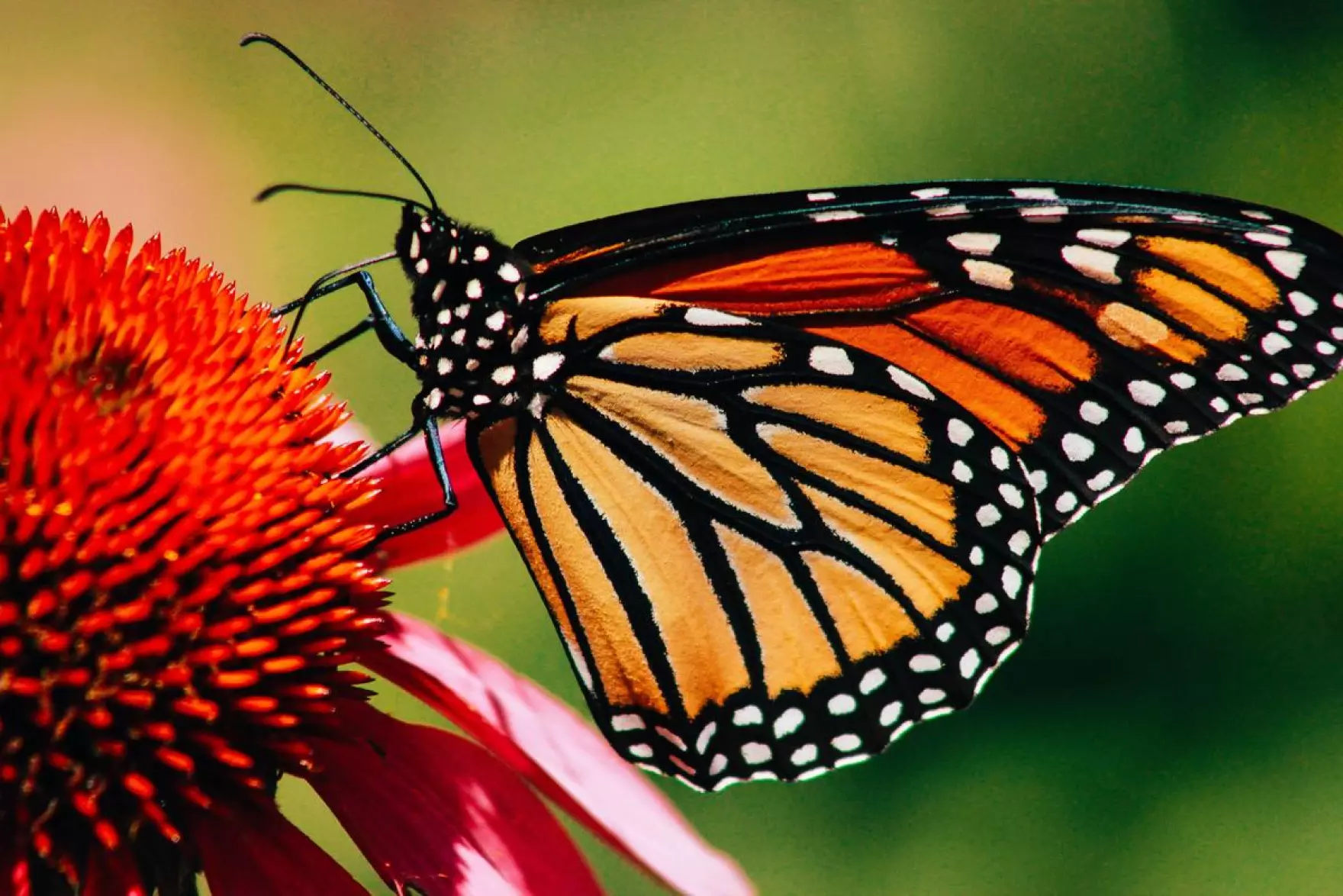 "Monarch Butterfly: A Symbol of Beauty, Migration, and Conservation"