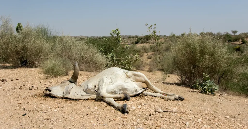 Climate Change and global warming and Its Impacts on Wildlife