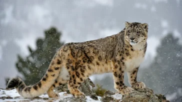 The Snow Leopard: The Majestic Ghost of the Mountains