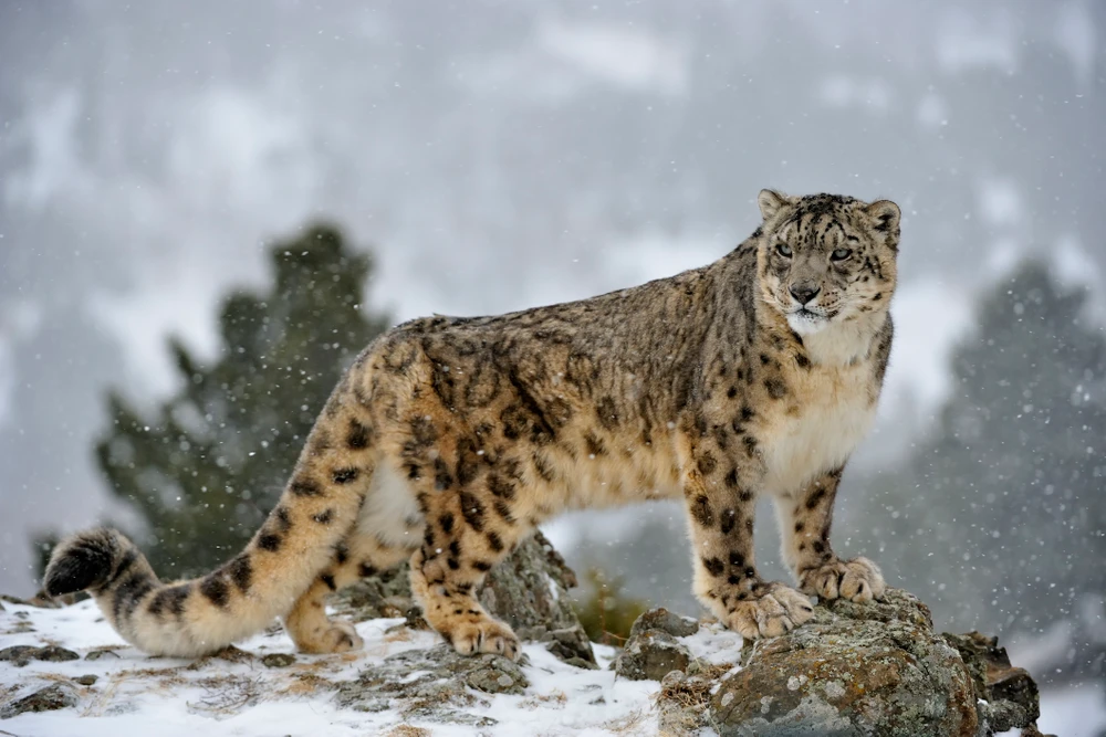 The Snow Leopard: The Majestic Ghost of the Mountains