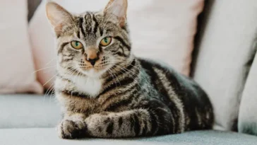 The Domestic Shorthair Cat Is Beautiful, Popular And Beloved In Thousands of Homes Around The World.