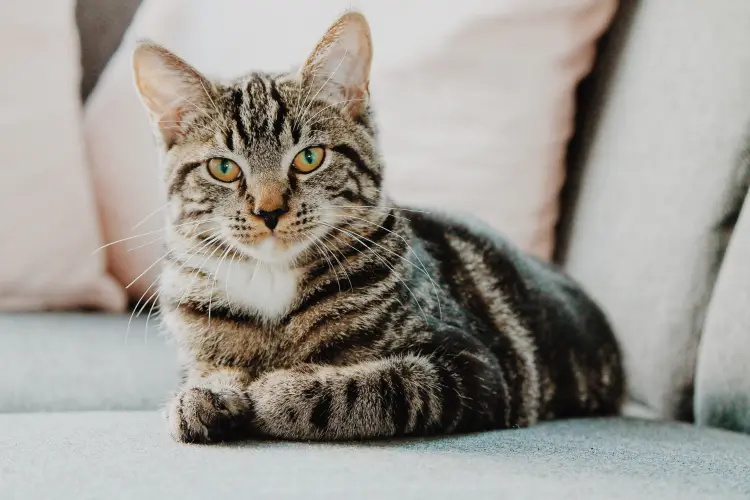 The Domestic Shorthair Cat Is Beautiful, Popular And Beloved In Thousands of Homes Around The World.