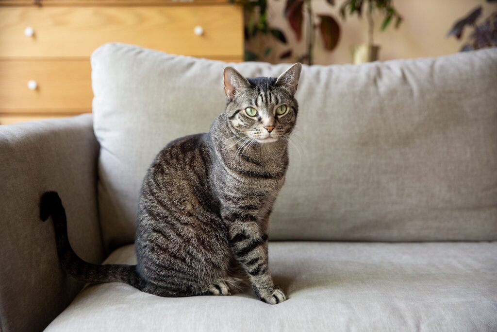 The Domestic Shorthair Cat Is Beautiful, Popular and common home breed.