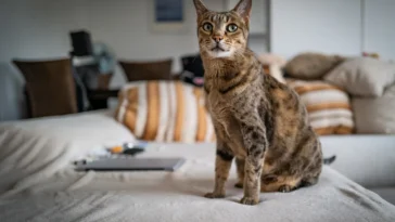 The Majestic Savannah Cat: A Guide to Its History, Characteristics, and Care