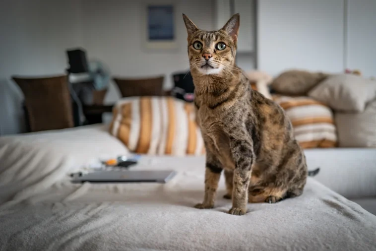 The Majestic Savannah Cat: A Guide to Its History, Characteristics, and Care