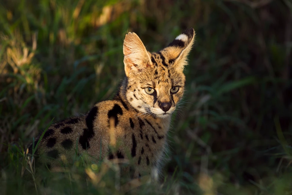 A Guide to Savannah Cat History, Characteristics, and Care