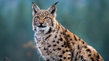 The Mystique of the Lynx: Uncovering the Secrets of this Elusive Wildcat