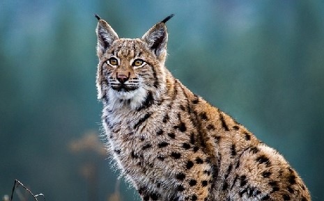 The Mystique of the Lynx: Uncovering the Secrets of this Elusive Wildcat