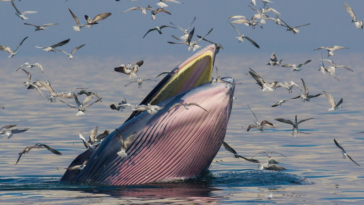 Newly Discovered Rice's Whale: A Rare and Endangered Species in the Gulf of Mexico