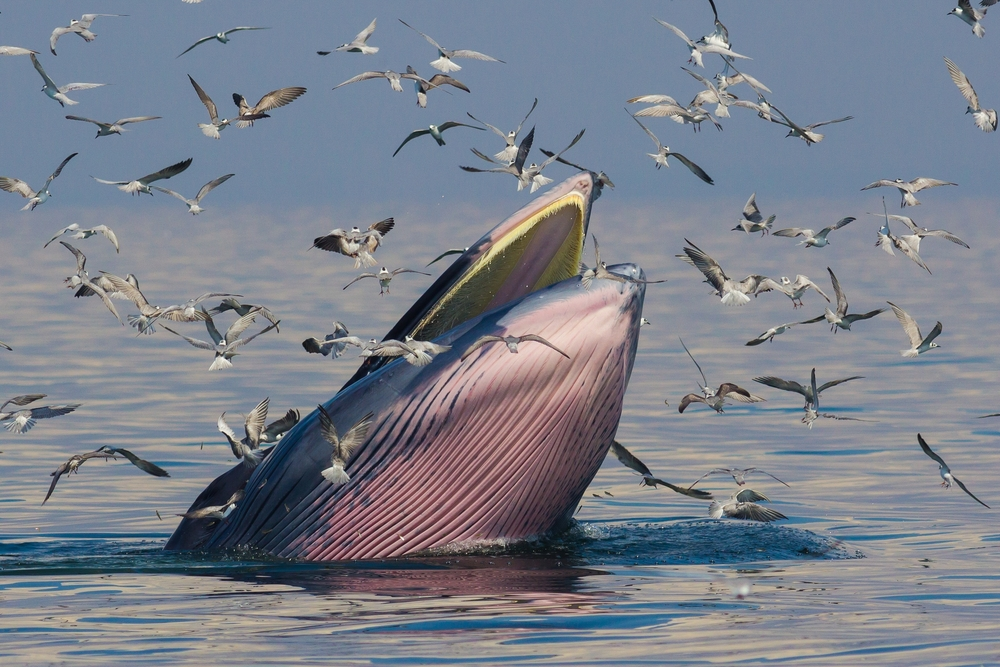 Newly Discovered Rice's Whale: A Rare and Endangered Species in the Gulf of Mexico