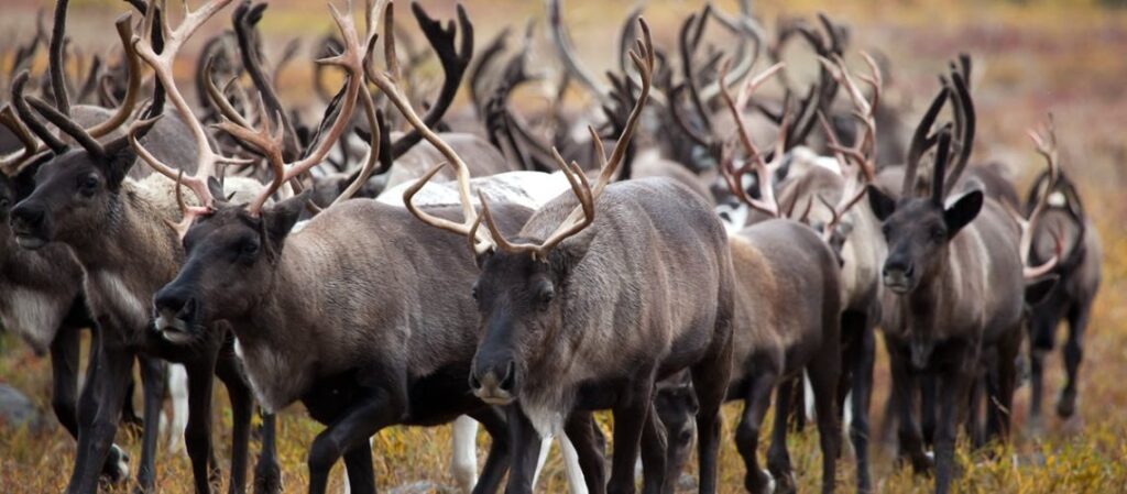 The caribou migration is one of the most iconic migrations in North America. Every year, hundreds of thousands of caribou travel from their winter feeding grounds in the Arctic to their summer breeding grounds in the tundra.