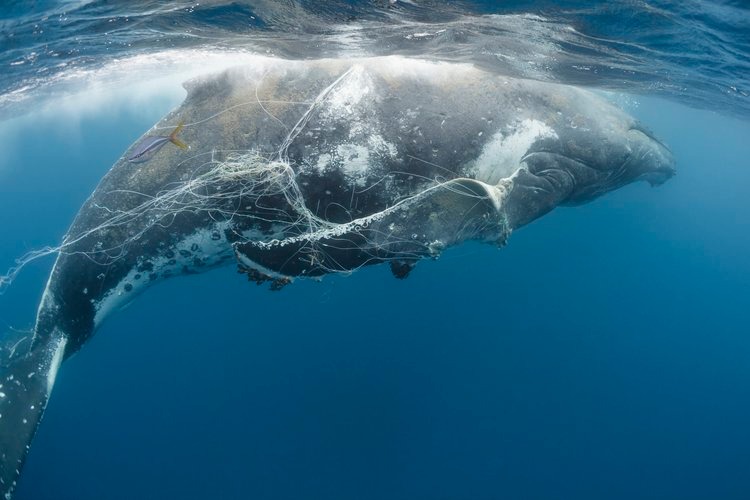 Humpback whales are known for their long-distance migrations, with some traveling over 6,000 miles from their feeding grounds in the Arctic to their breeding grounds in the tropics. 