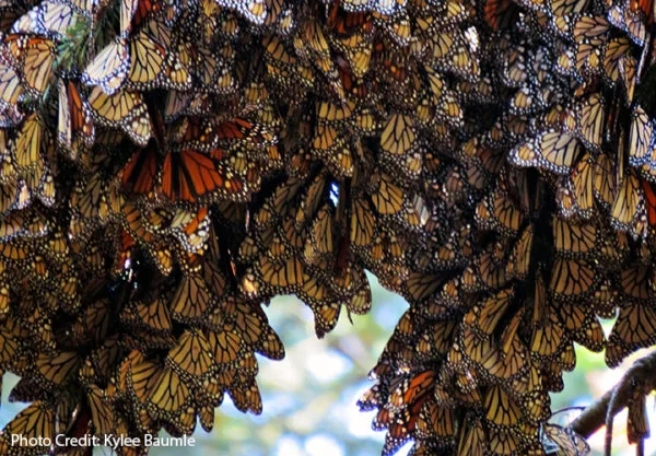 The monarch butterfly migration is another popular migration that takes place every year. Monarch butterflies travel from Canada to Mexico, covering a distance of over 2,000 miles. 