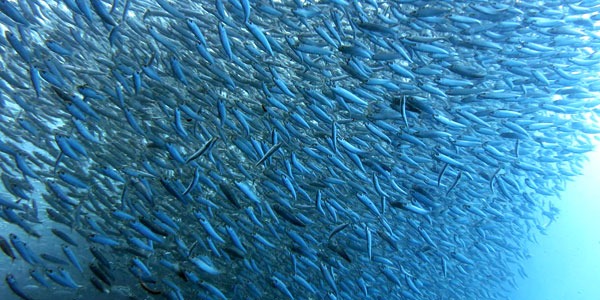 The sardine run is an annual migration of sardines along the coast of South Africa. 