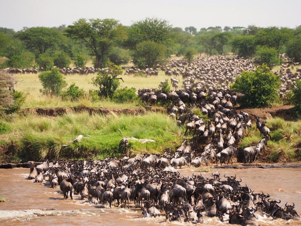 The wildebeest migration in Tanzania and Kenya is one of the most famous animal migrations in the world.